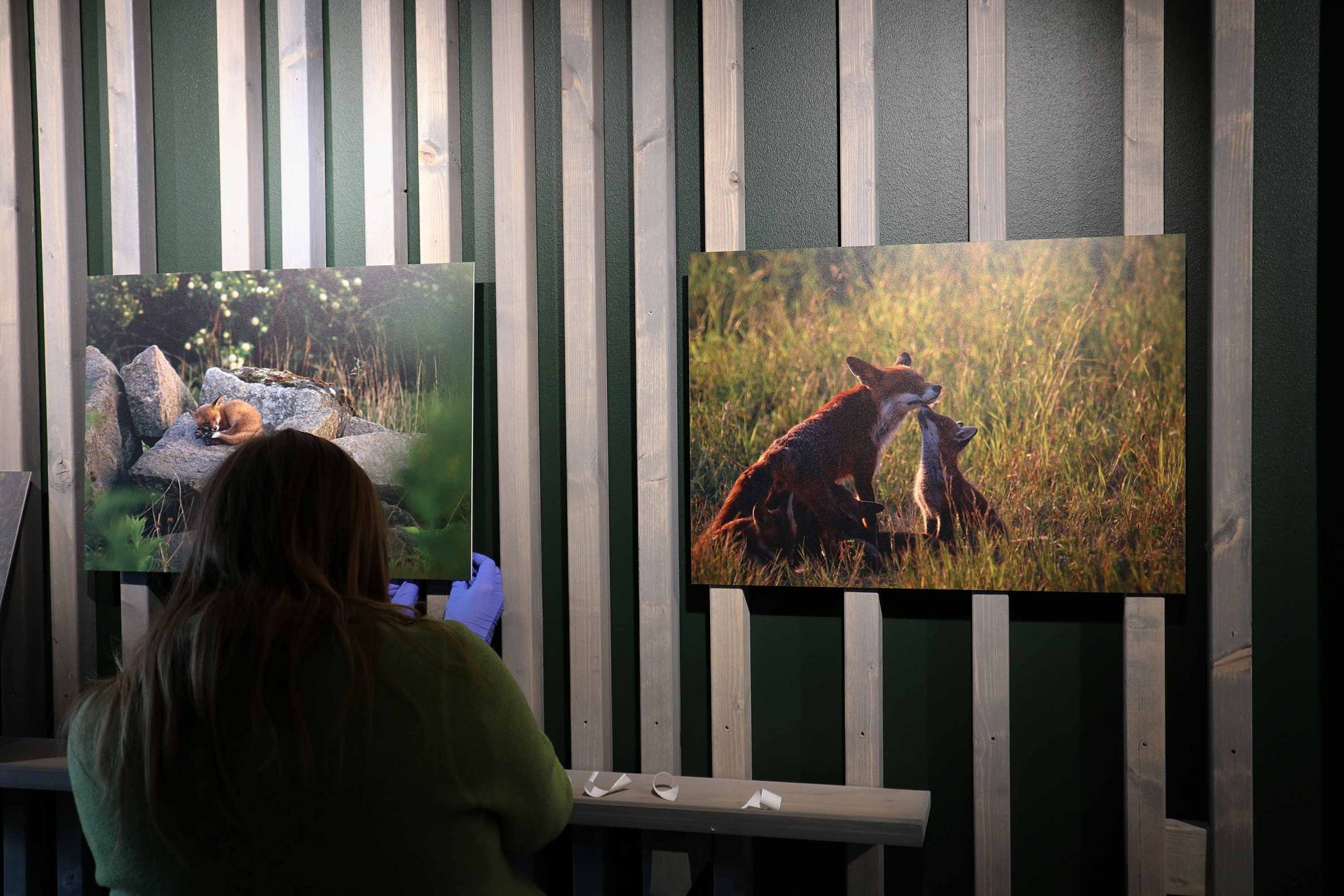 prints-denat-lahi-wildlife-photography