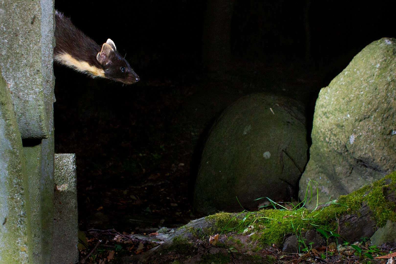 Denat Lahi Pine marten