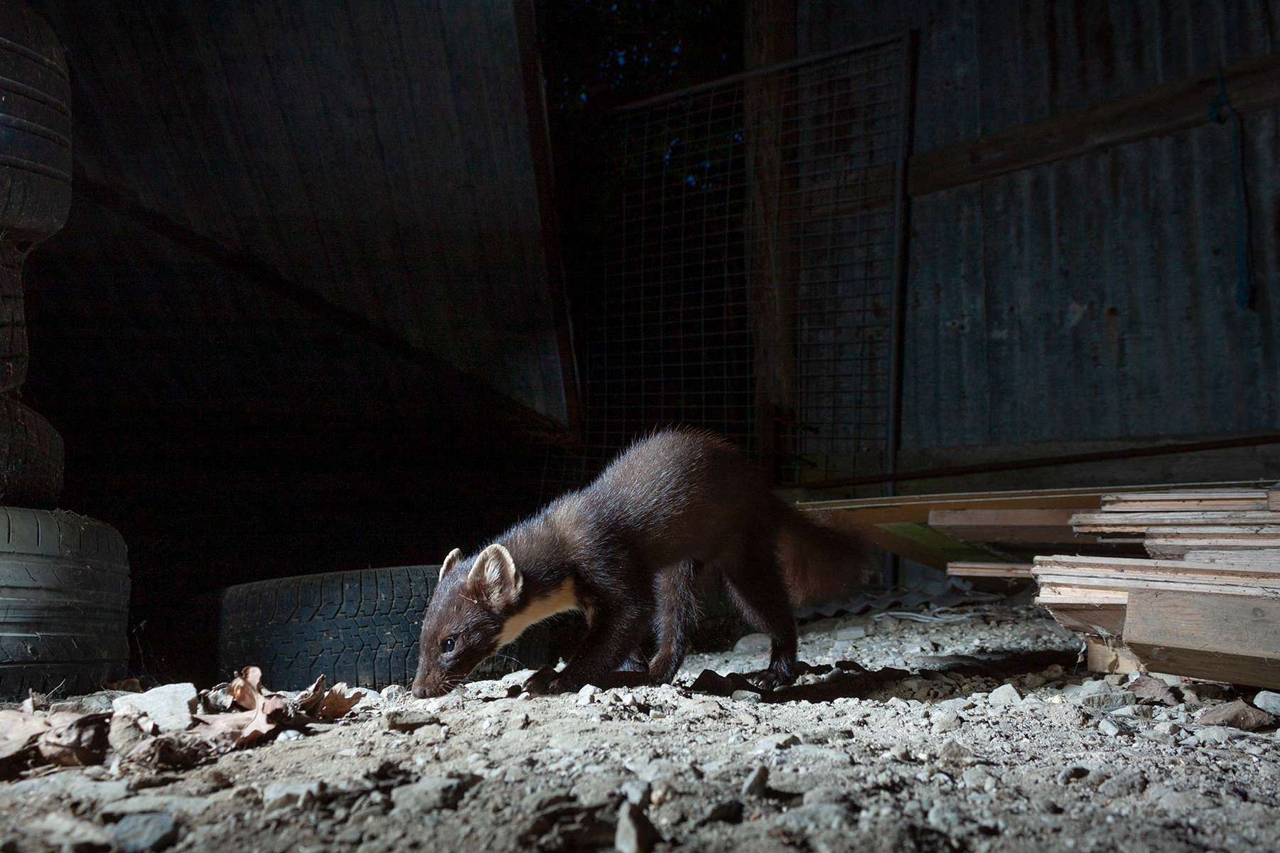 Denat Lahi Pine marten