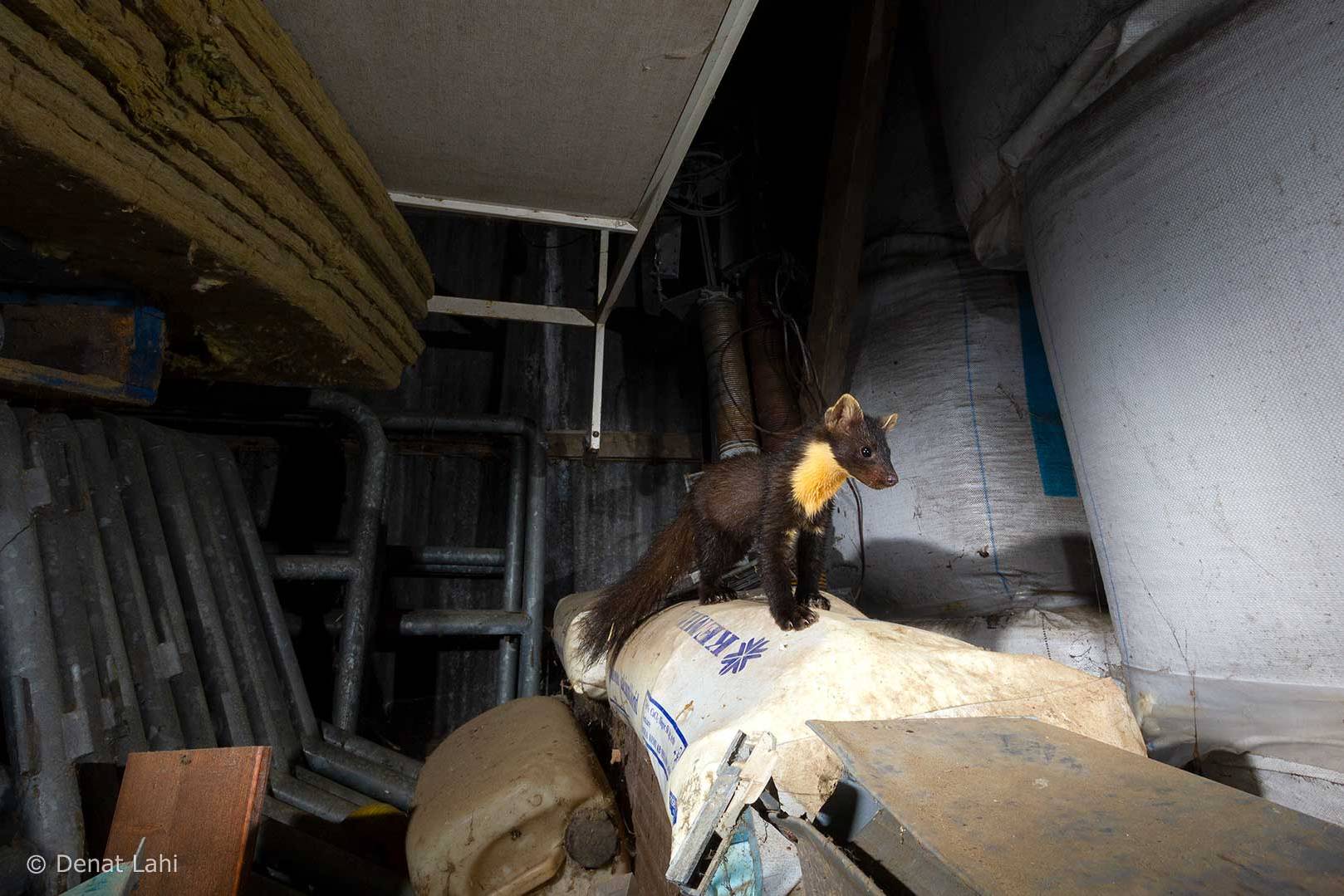 Denat Lahi. Pine Marten. Skogsmård. www.denatlahi.com