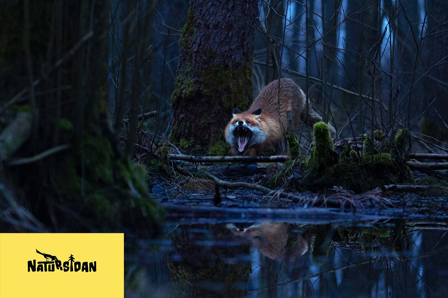 Denat Lahi Natursidan