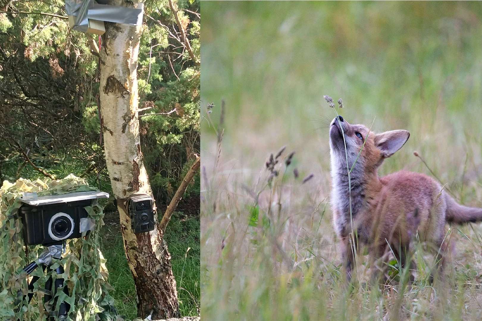 denat-lahi-diy-camera-trap