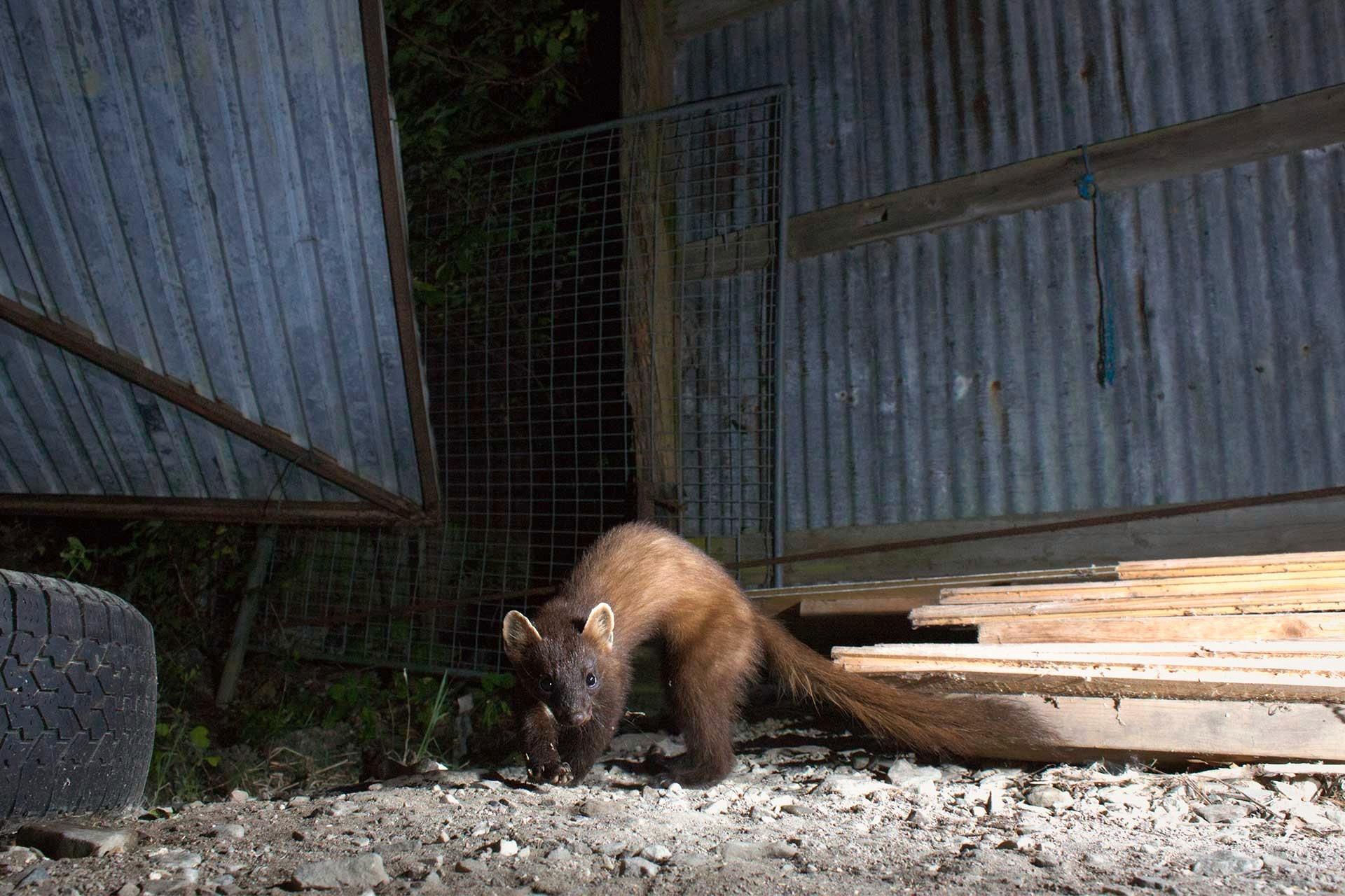 Denat Lahi pine marten