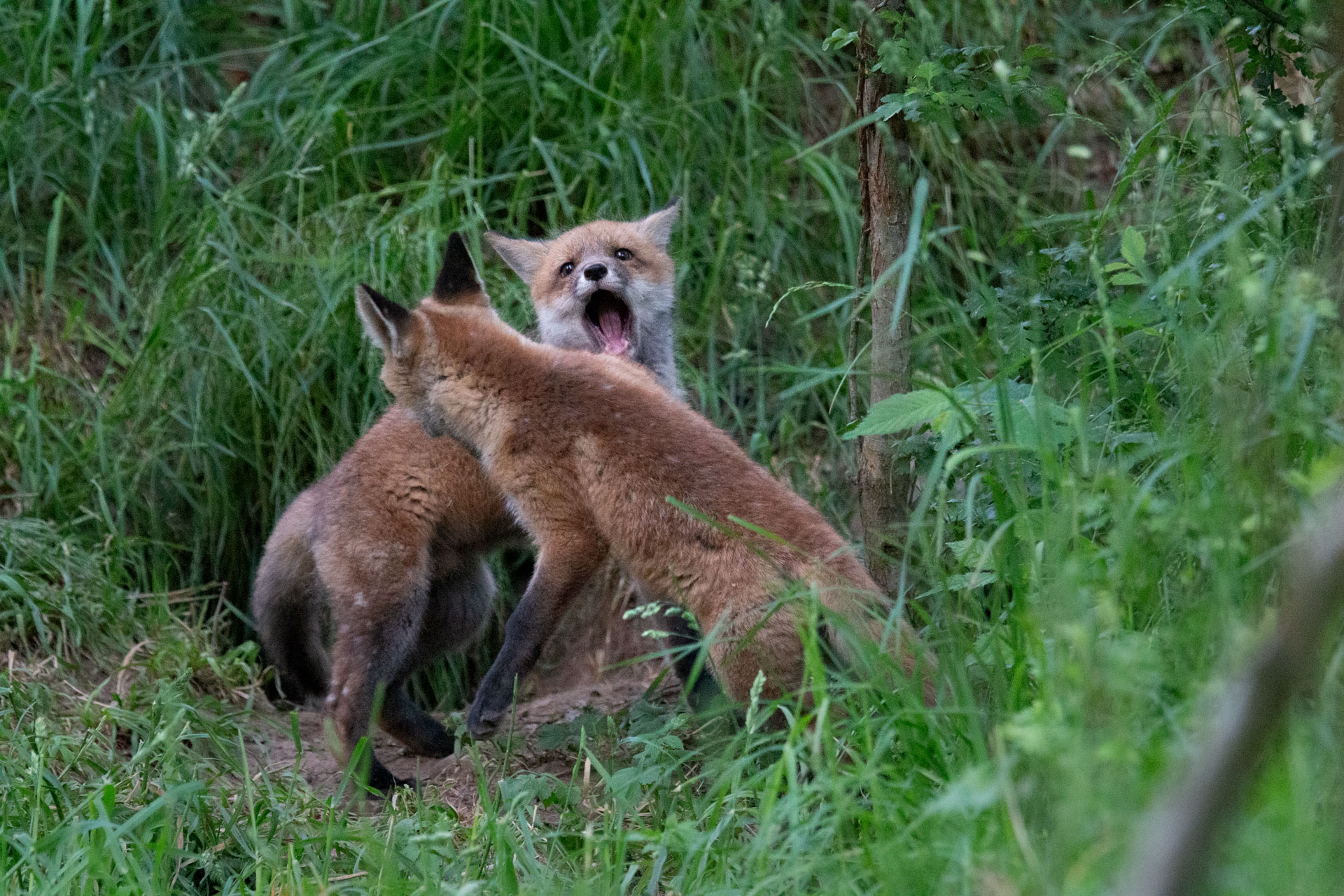 Denat Lahi fox