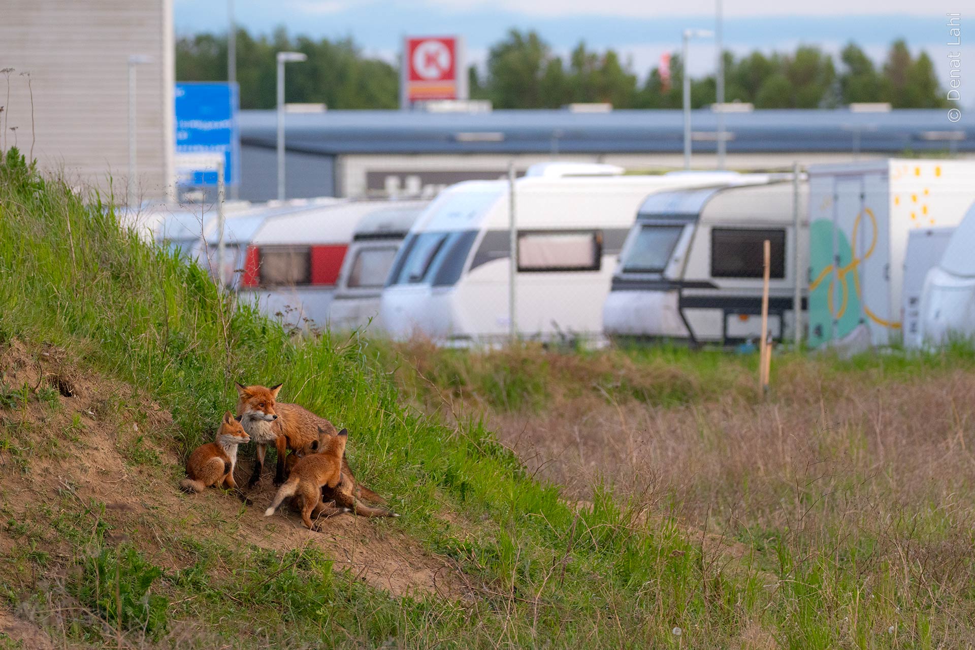 Denat Lahi urban räv